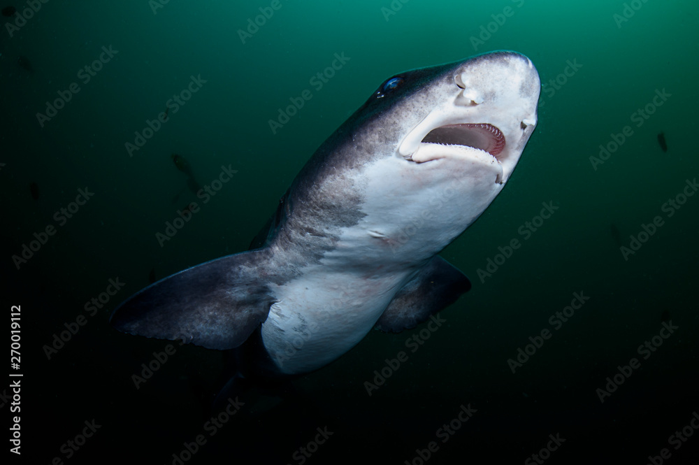 Fototapeta premium Closeup Photo of Banded Hound Shark in Green Ocean Water of Chiba Japan