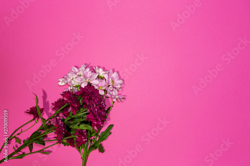 Design concept - spring flowers on pink background 6