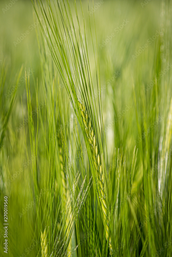 A close up of an ear of green wheat in springtime, with a shallow depth of field A close up of an ear of green wheat in springtime, with a shallow depth of field