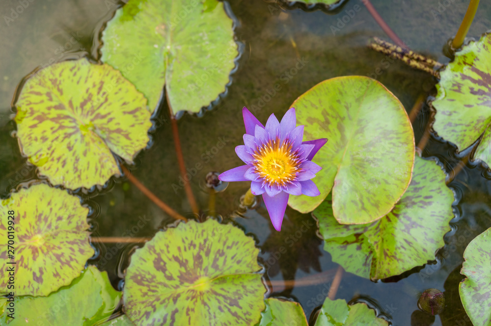 Top view of purple lotus flower floating in the pond Top view of purple lotus flower floating in the pond