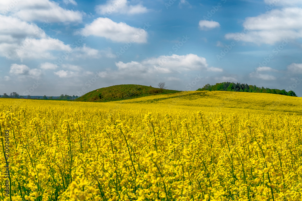 Flowering field of bright yellow rapeseed or colza