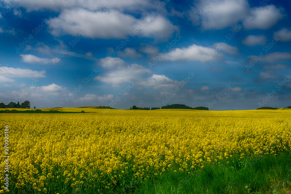 Obraz premium Flowering field of bright yellow rapeseed or colza