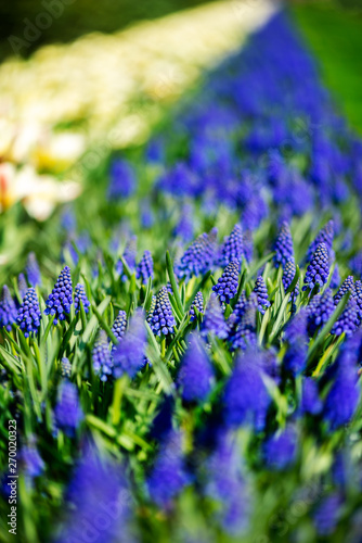 One of the world s largest flower gardens in Lisse  the Netherlands. Close up of blooming flowerbeds of tulips  hyacinths  narcissus