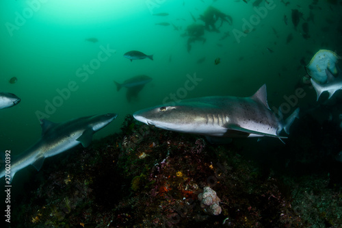 Closeup Photo of Banded Hound Shark in Green Ocean Water of Chiba Japan