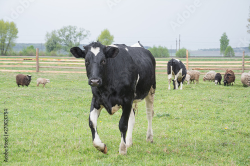 black and white cow in livestock stare