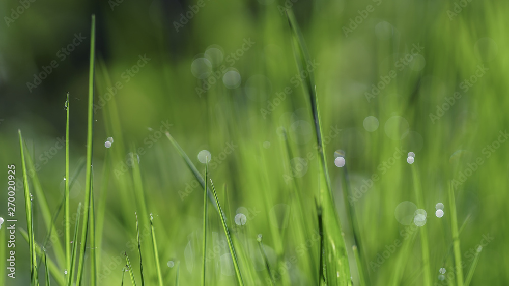 Spring backgrounds. Grass with dew.