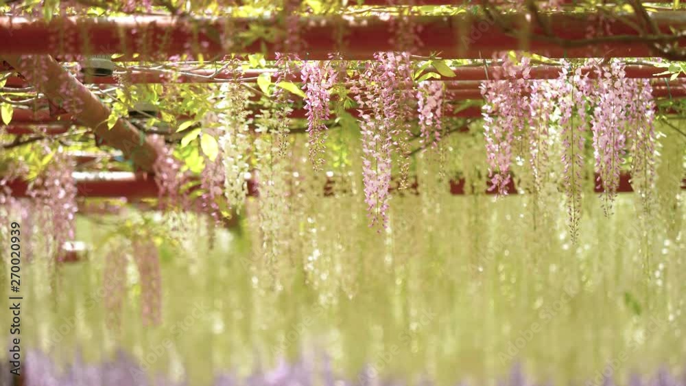 Spring flowers series, beautiful wisteria trellis waving in the wind