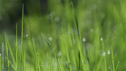 Spring backgrounds. Grass with dew.