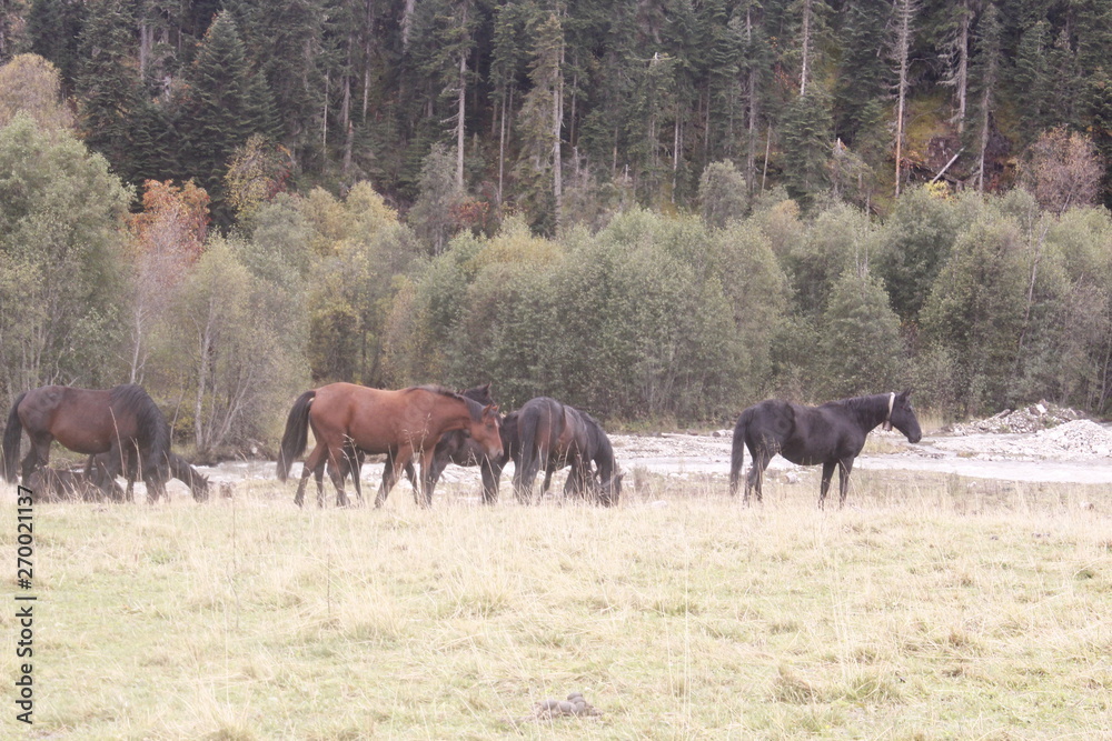 horse, animal, grass, nature, brown, field, meadow, farm,