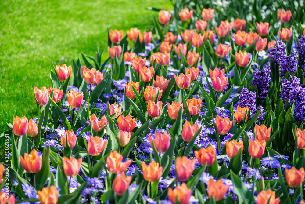 One of the world's largest flower gardens in Lisse, the Netherlands. Close up of blooming flowerbeds of tulips, hyacinths, narcissus