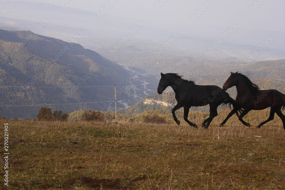 Obraz premium horse, animal, grass, nature, brown, field, meadow, farm,