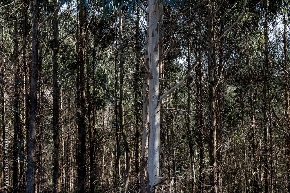 Fototapeta premium trees in the forest