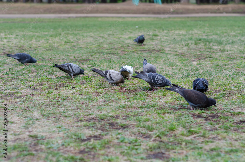 Fototapeta premium Pigeons are walking on the green grass