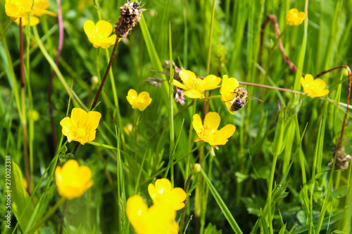 Hahnenfußblüten auf einer Wiese photo