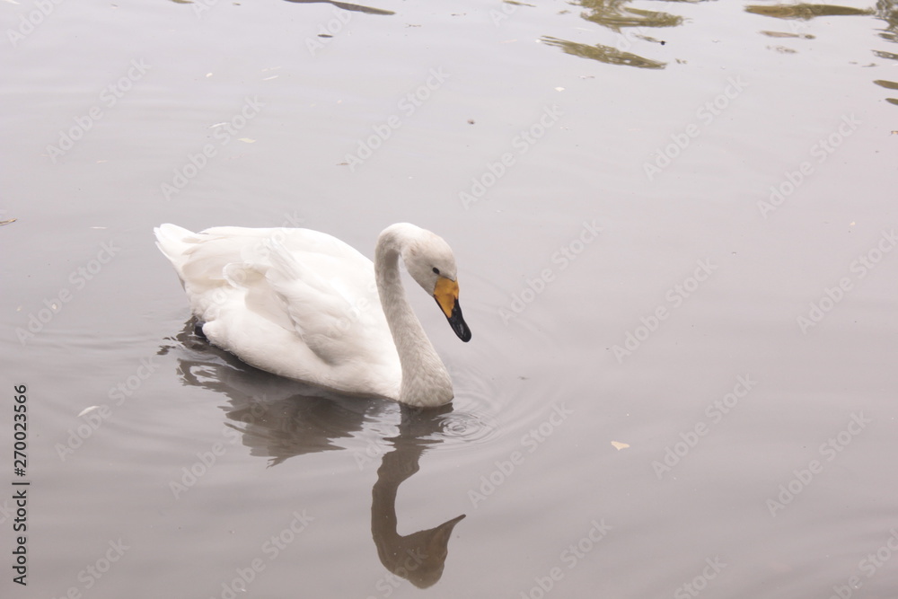 Obraz premium ducks lake water birds river zoo