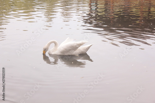 ducks lake water birds river zoo
