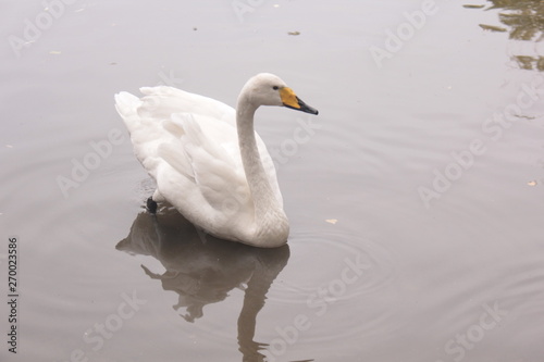 ducks lake water birds river zoo