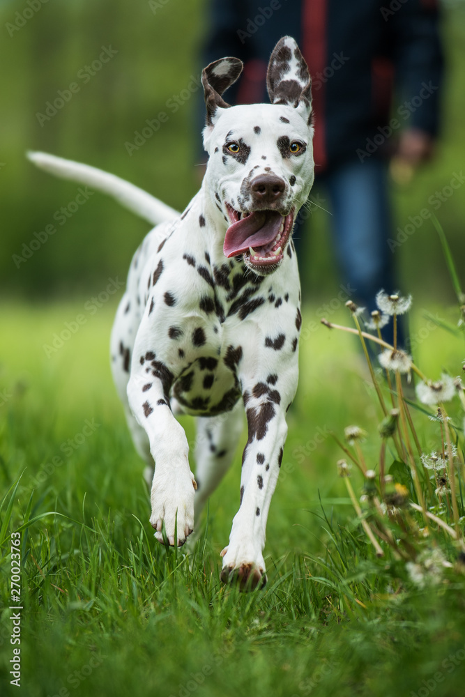 Running dalmatian dog runs away