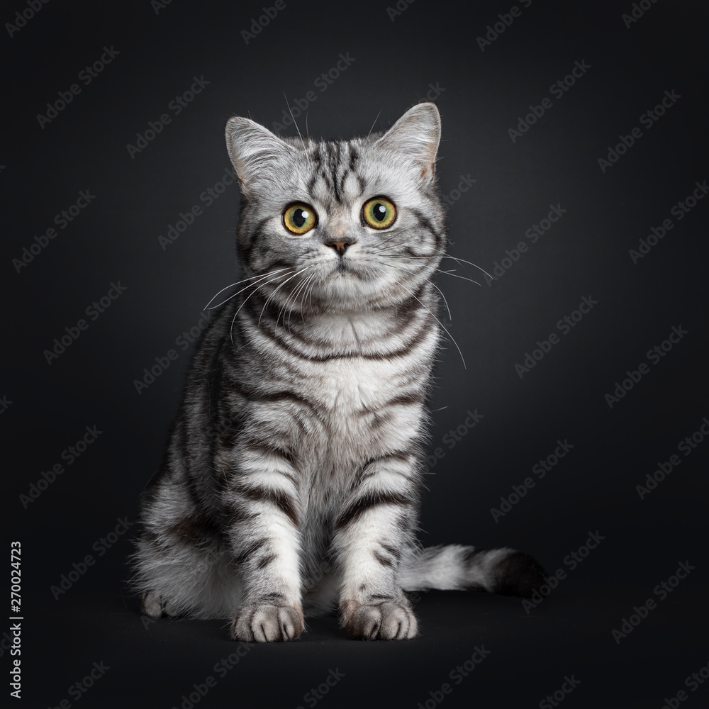 Sweet black silver tabby British Shorthair kitten, sitting up facing front. Looking at camera with big round yellow / green eyes. Isolated on black background.