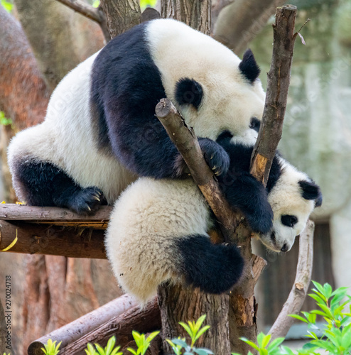 Fototapeta Naklejka Na Ścianę i Meble -  Mother Panda is teaching baby panda to climb trees