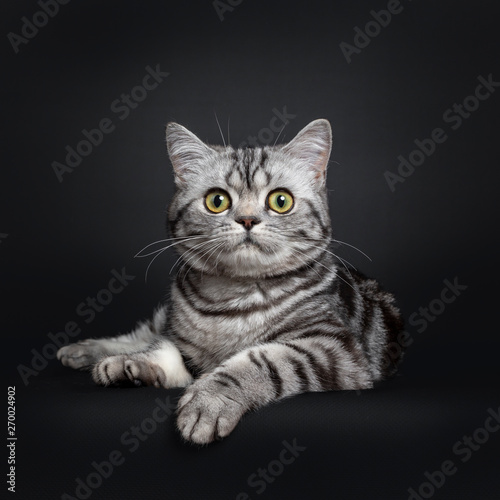 Sweet black silver tabby British Shorthair kitten, laying downfacing front. Looking to camera with big round yellow / green eyes. Isolated on black background.