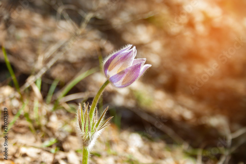 Beautiful spring purple flower pulsatilla grows in the forest at sunny spring day. Pulsatílla praténsis. Purple first spring flowers of may.