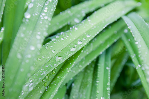 Rain drops on green foliage in garden at spring morning