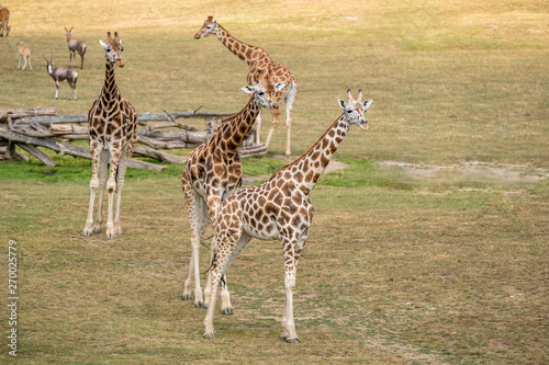 Gruppe von Giraffen steht in der Savanne