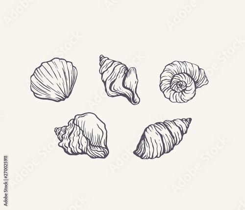Handdrawn ink seashells set vector isolated