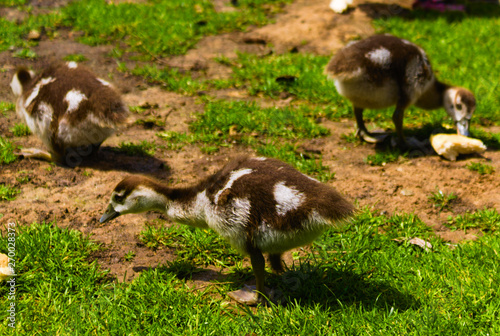 newborn baby duck playing in the park