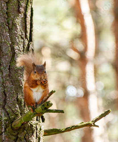 Red Squirrel with peanut © Martin