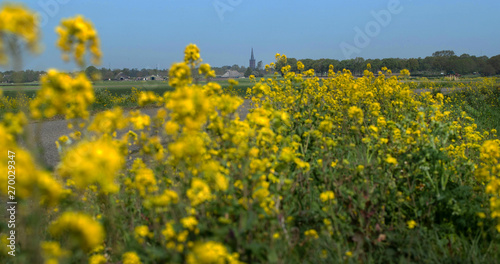 Wild yellow flowers at roadside Netherlands. Steenwijk © A