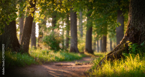 sunny morning in the forest