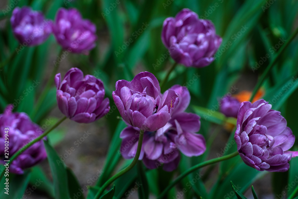 Obraz premium beautiful purple tulips on a lawn