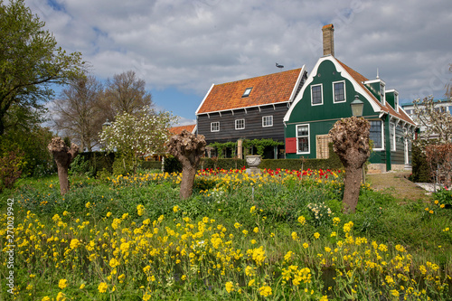 Wooden houses at Zaanse Schans Netherlands with spring flowers in garden
