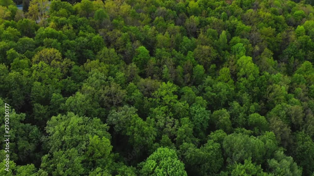 Aerial top view forest, Texture of forest view from above. Aerial top view forest, Texture of forest view from above.