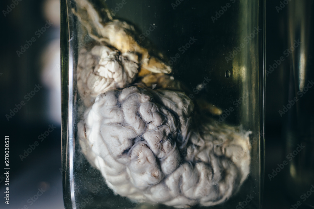 Reserved animal brain in liquid formaldehyde in glass jar in scientific veterinary laboratory