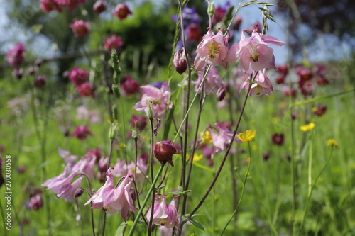 Bunte Akelei Blumen (Aquilegia) auf Wiese