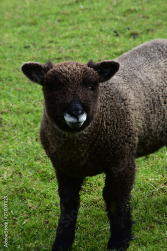 Absolutely Adorable Brown Sheep that Looks Like a Teddy Bear photo