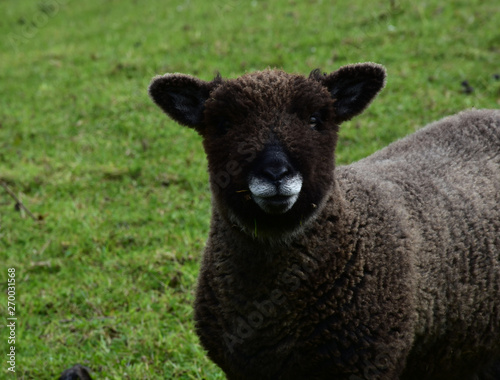 Teddy Bear Face on a Brown Sheep in a Field photo