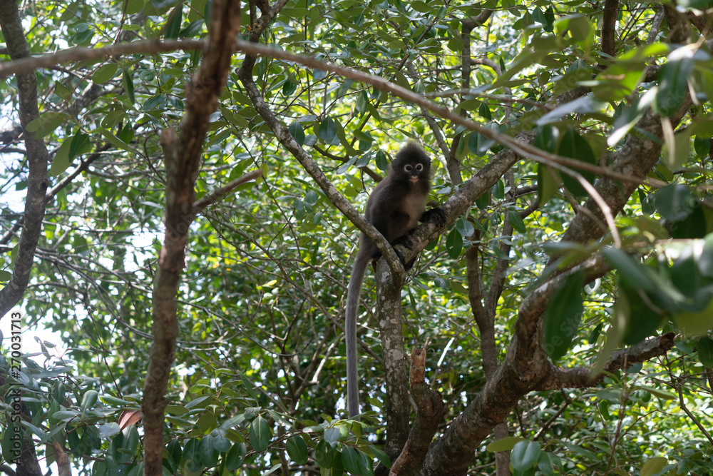 Beautiful Dusky Leaf Monkey sitting, jumping on the tree. Wildlife in Thailand Beautiful Dusky Leaf Monkey sitting, jumping on the tree. Wildlife in Thailand