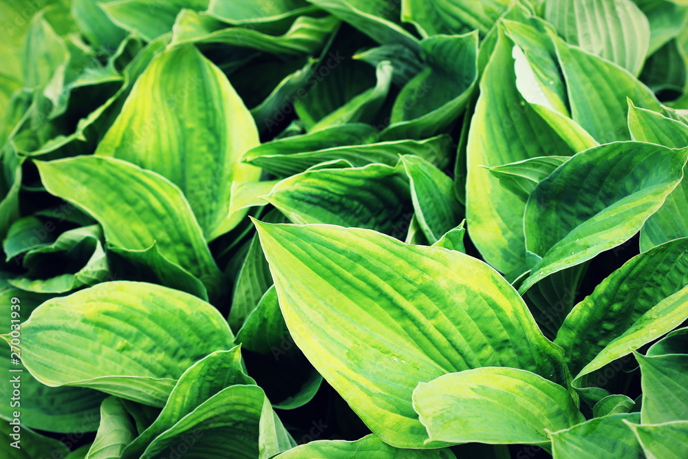 Obraz premium Hosta leaves pattern background. Summer plants wallpaper. Hosta lily leaf