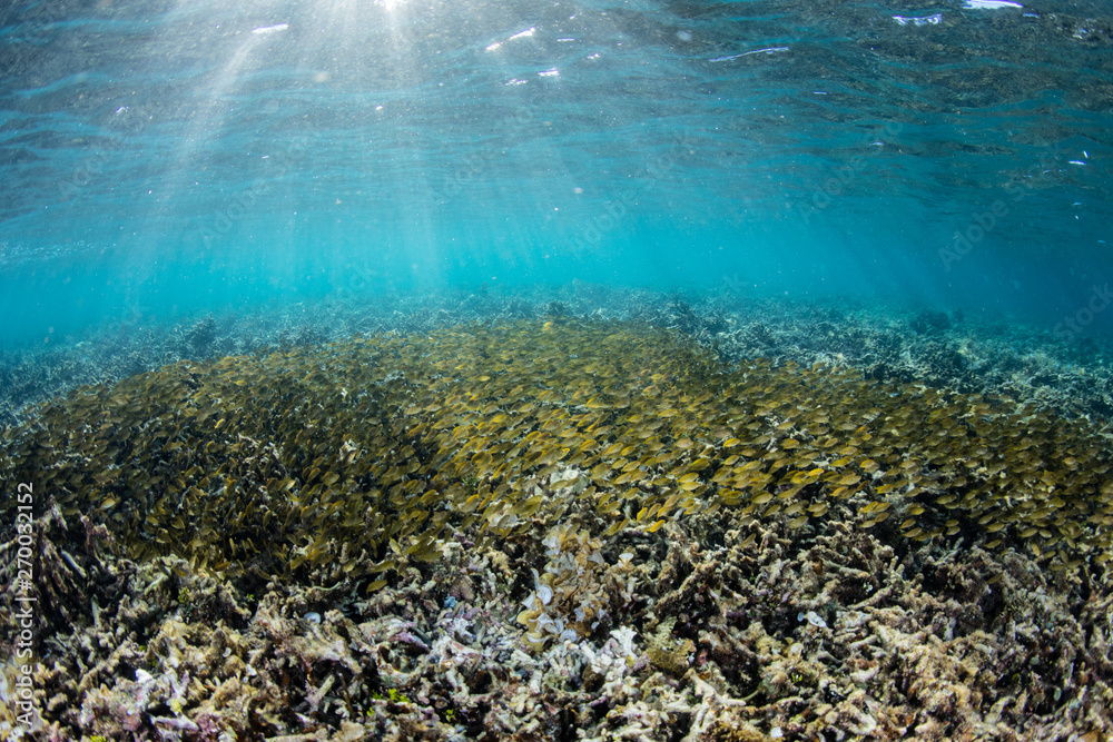 Fototapeta premium A large school of juvenile rabbitfish swim over a shallow field of rubble in Komodo National Park, Indonesia. 
