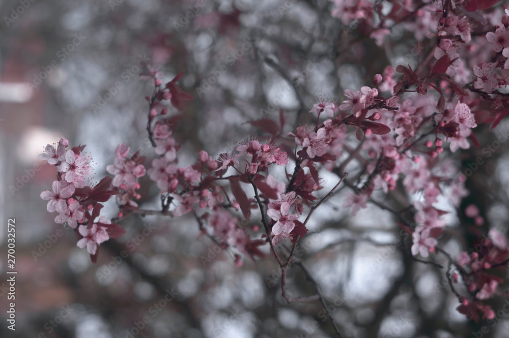 Blossom Blossom