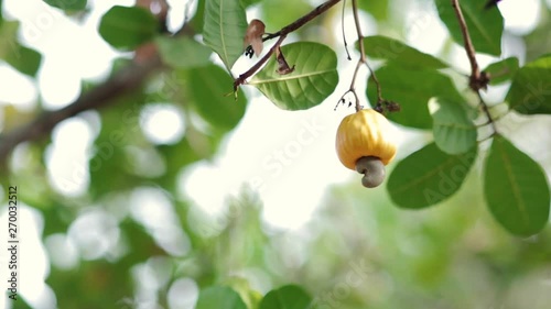 Yellow cashew fruit with nut growing below hangs from a tree branch. Organic cashew nut production. Colorful fruit on nut tree. photo