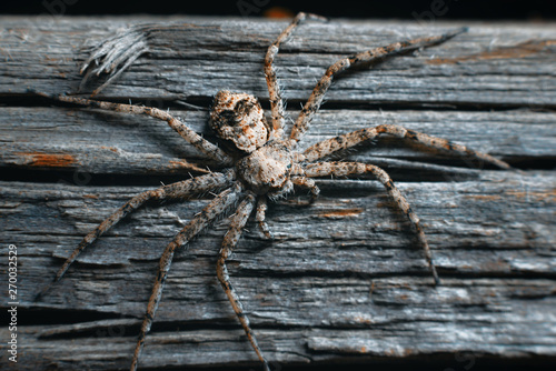 Flat red-gray spider macro on a mottled wood background