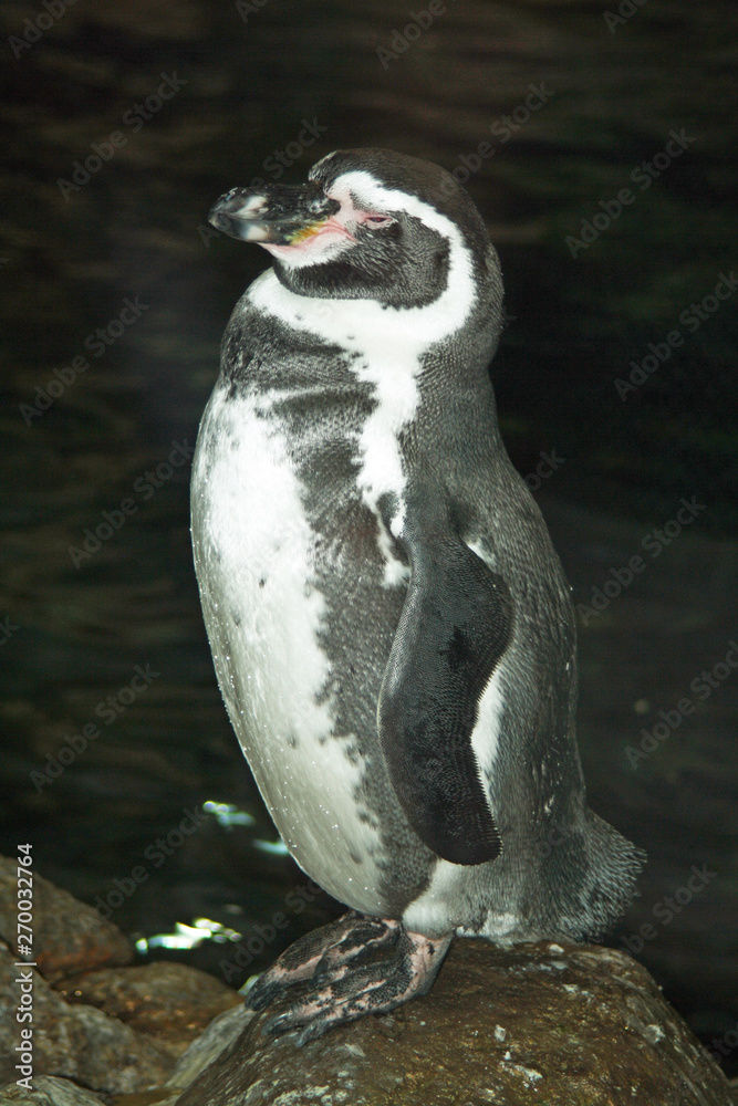 Naklejka premium Humboldt-Pinguin