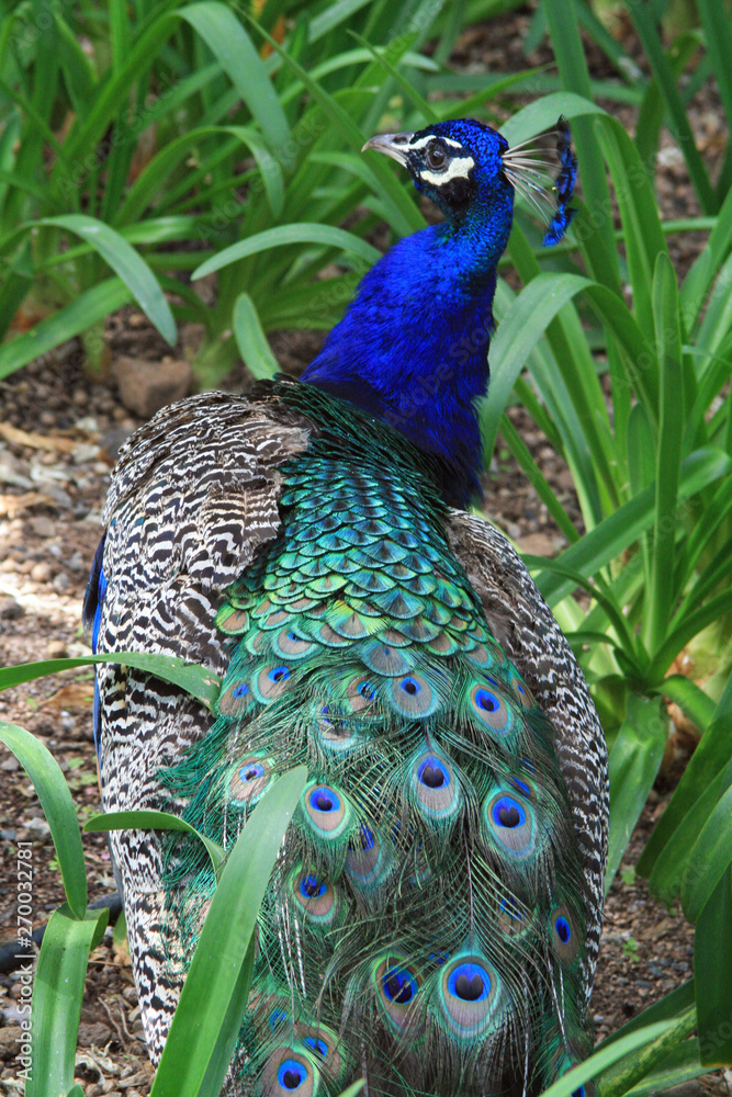 Naklejka premium blauer_Pfau