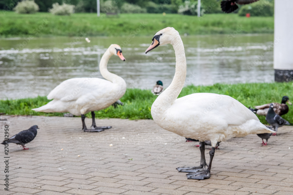 Łabędzie nieme (Cygnus olor) w otoczeniu innych ptaków (gołębi i kaczek) Łabędzie nieme (Cygnus olor) w otoczeniu innych ptaków (gołębi i kaczek)