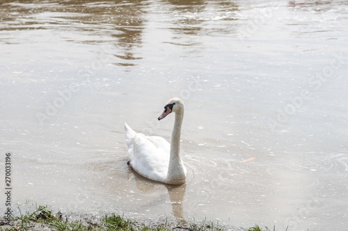 Łabędź niemy (Cygnus olor) podczas pływania na rzece photo